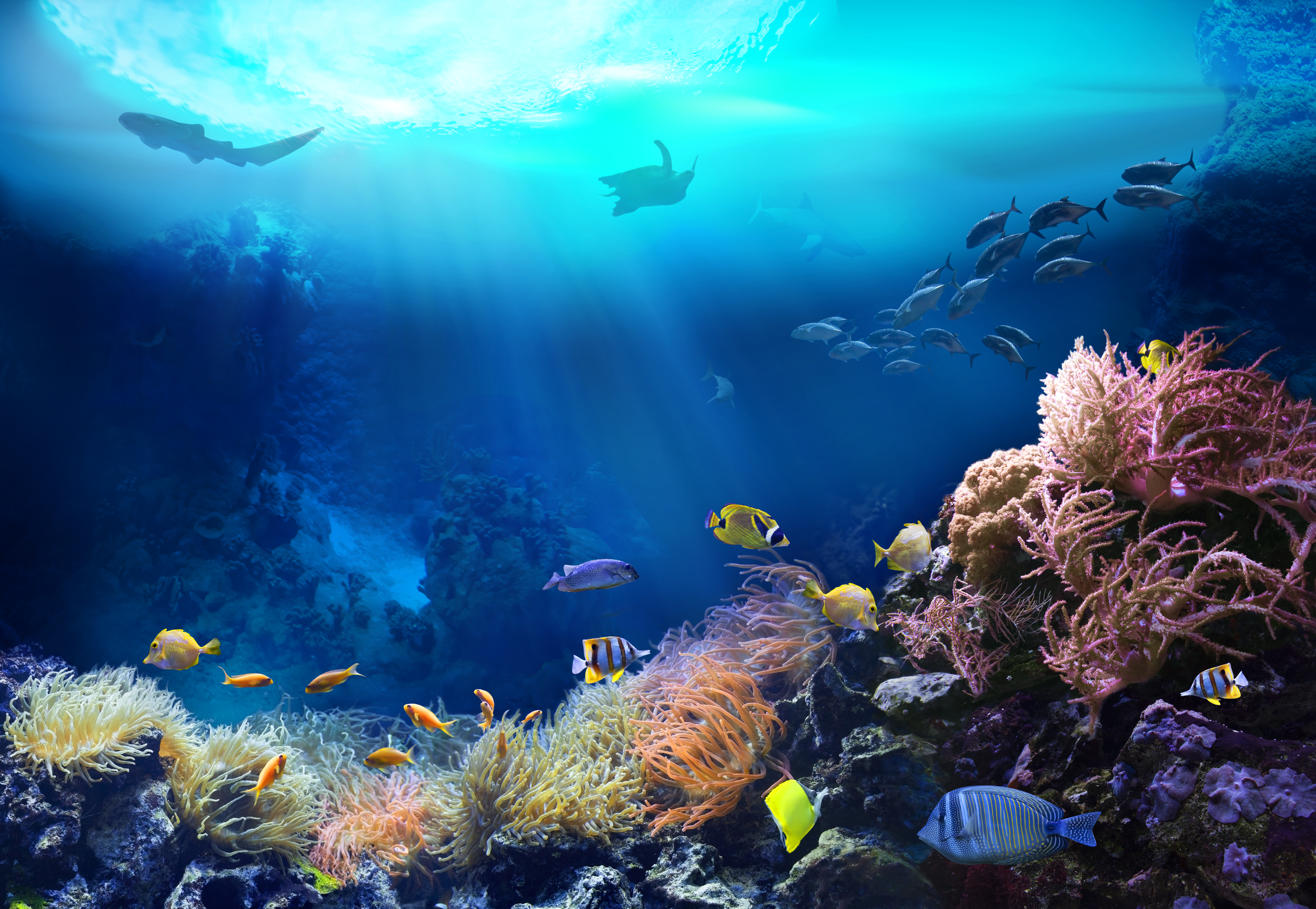 La fondation de la mer et Bureau Veritas lancent "Ocean approved"