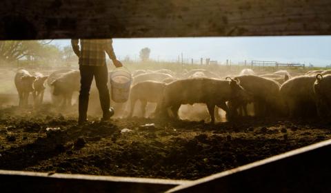 Photographie d'un éleveur porcin nourrissant ses bêtes dans un enclos extérieur.