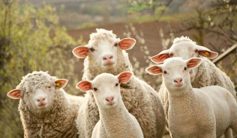 Bien-être animal : comment les élevages garantissent le respect des 5 libertés fondamentales des animaux ?