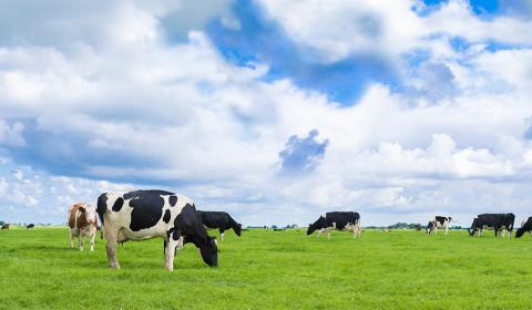 Vue de vaches laitières normandes au paturâge