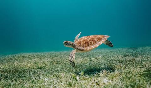 Vue sous-marine d'une tortue nageant dans une eau cristaliine