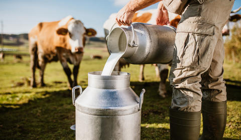 Un éleveur de vaches laitière sur son exploitation en plan serré