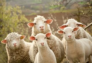 Bien-être animal : comment les élevages garantissent le respect des 5 libertés fondamentales des animaux ?