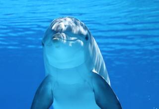 un dauphin en train de nager