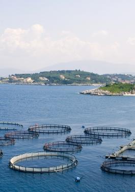 aquaculture 
