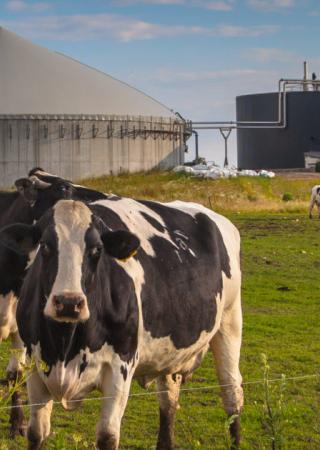 Photographie de vaches Holstein au pâturage avec citernes de Biogaz en arrière-plan
