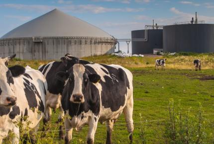Photographie de vaches Holstein au pâturage avec citernes de Biogaz en arrière-plan