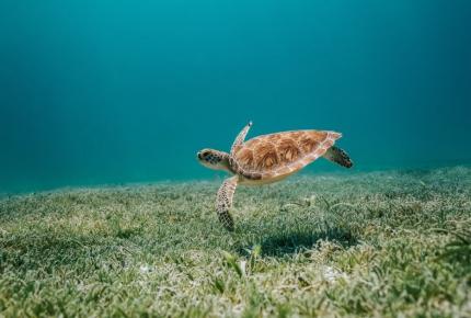 Vue sous-marine d'une tortue nageant dans une eau cristaliine