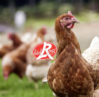 poule en exterieur avec le logo label rouge