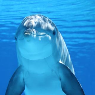 un dauphin en train de nager