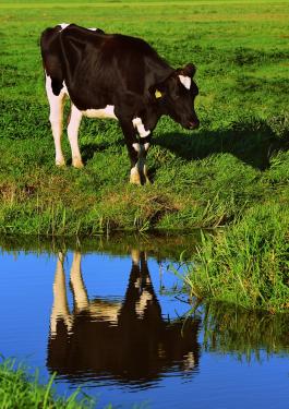 alt vache dans un champ